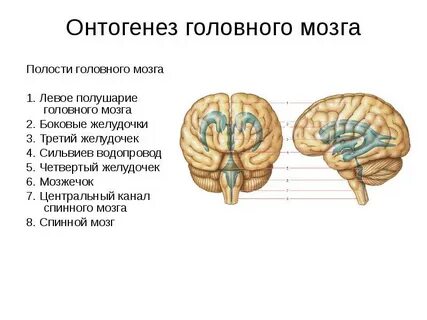 3 желудочек головного мозга размеры