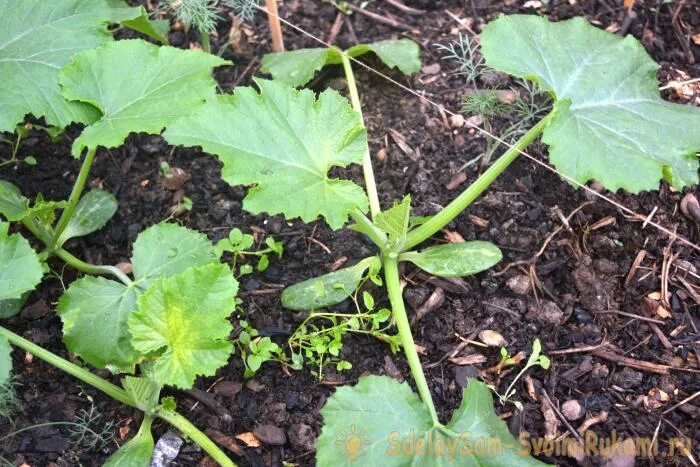 Полив огурцов. Кабачки в открытый грунт. Кабачки на грядке. Кабачки в открытом грунте. Рост кабачков в открытом грунте.