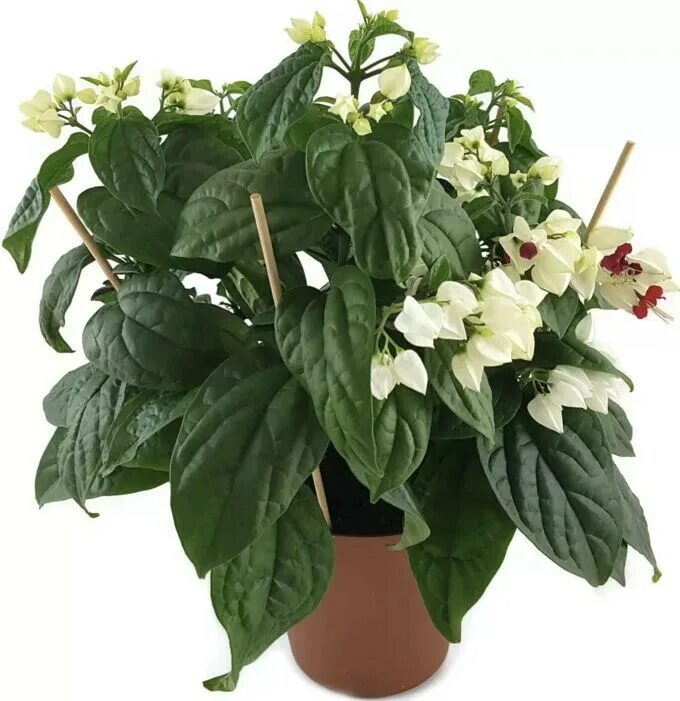 Клеродендрум горшок. Clerodendrum thomsoniae. clerodendrum thomsoniae клеродендрум томпсона. клер томпсона растение. клеродендрон высота.