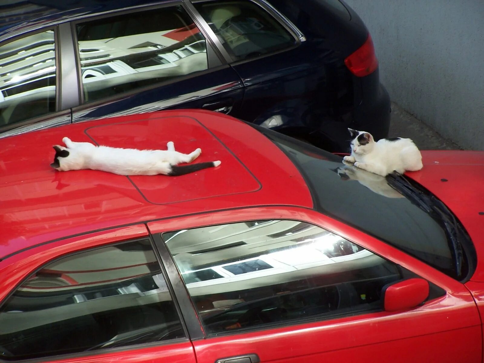 Включи котэ машина. Кошачий автомобиль. Кот в машине. Кот на крыше машины. Кот на красной машине.