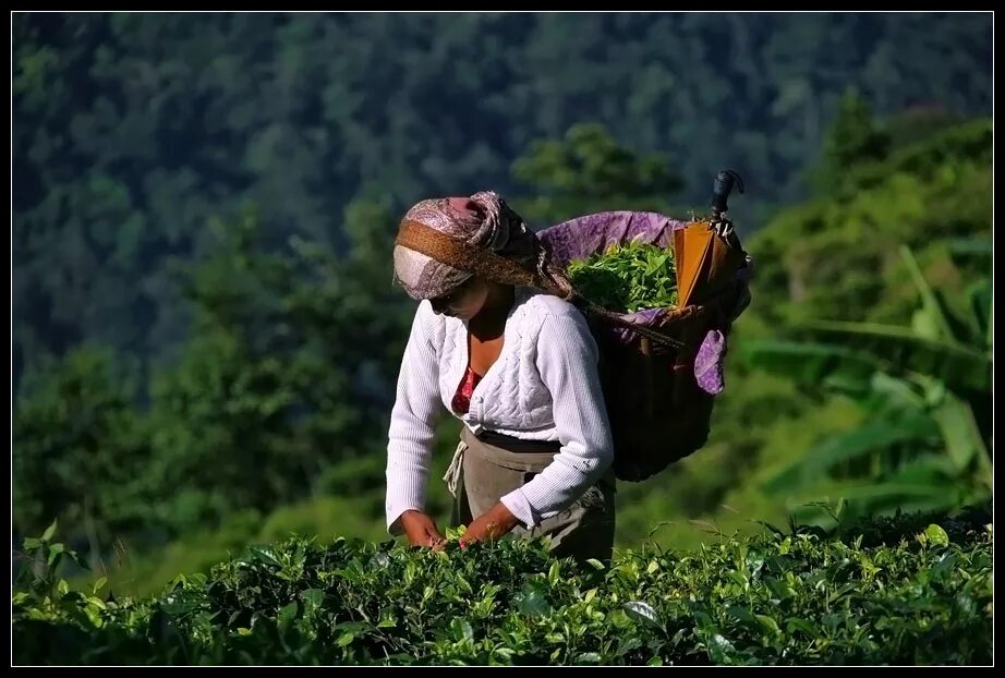 Живопись - женщина на рыбалке. Картины восточных художников. Андреевский городок 2019. Одежда женщины востока в 15 веке. Женщина востока на софе с фруктами.
