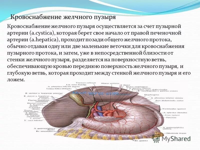 Сосуды желчного пузыря