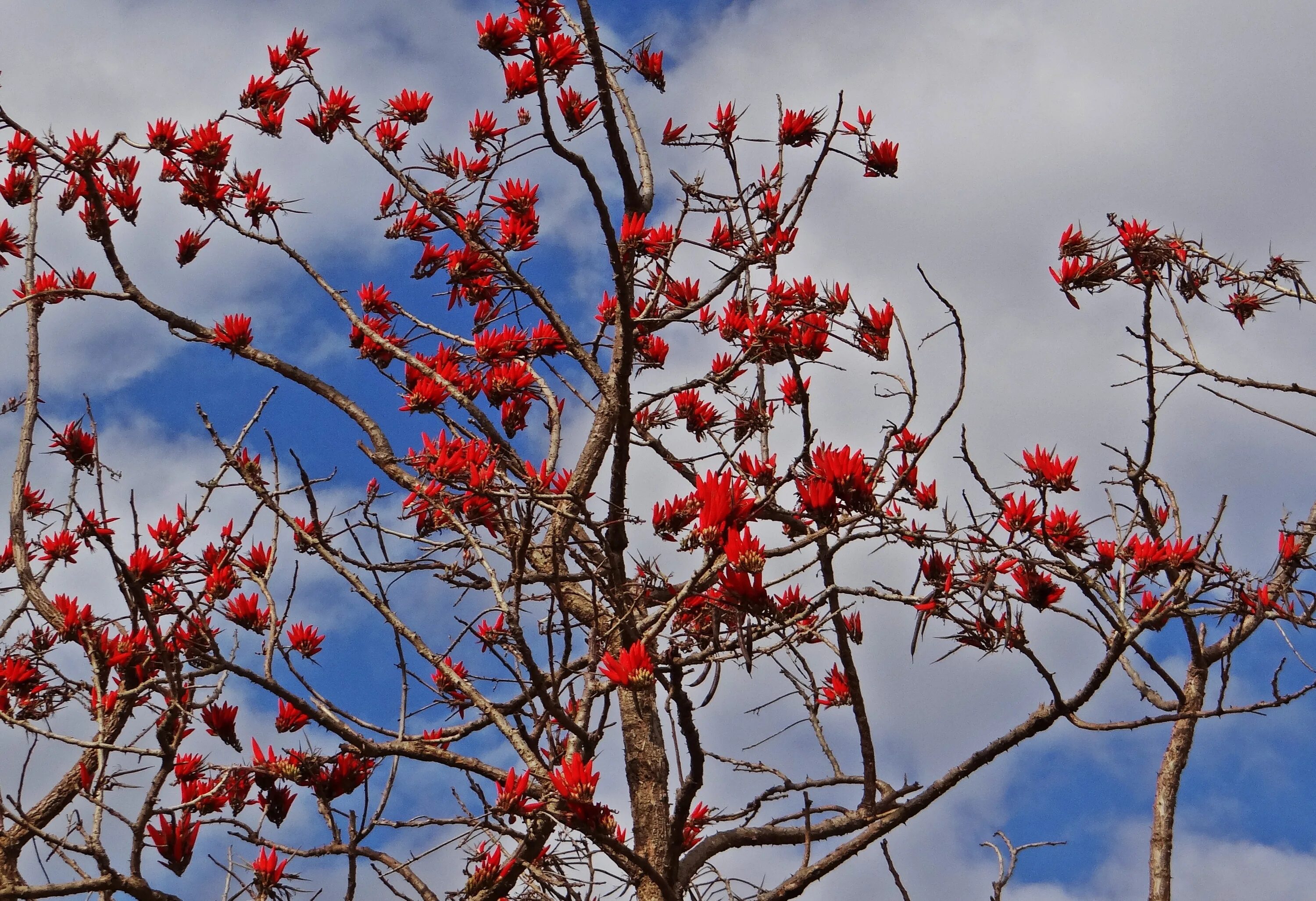 Эритрина коралловое дерево. (Erythrina Indica),дерево мандара.. Эритрина колючая растение. Китайская колючая рябина.