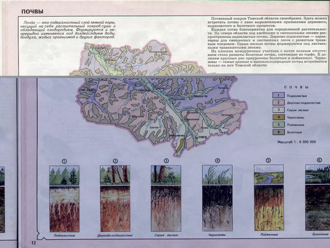 Сведения поверхности края. Почвы Томской области. Основные сведения о поверхности своего края Томская область. Карта почв Томской области. Типы почв Томской области.