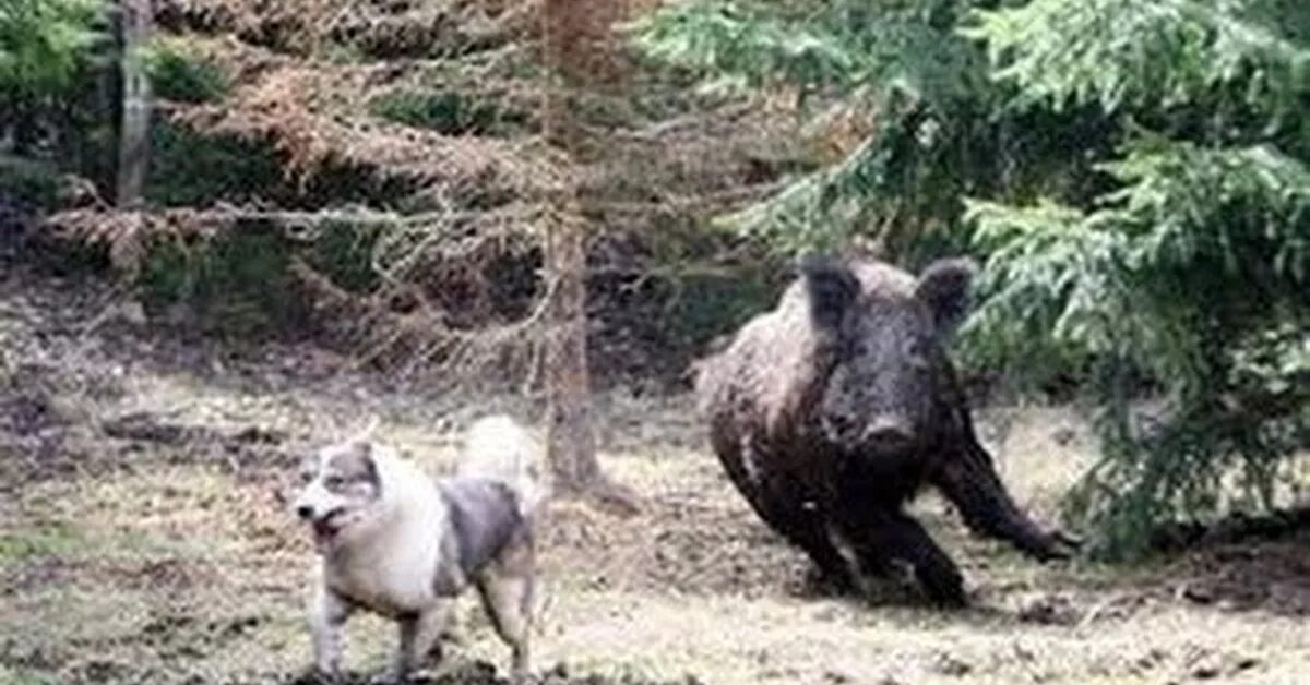 Нападающий кабан. Нападение дикого кабана на человека.