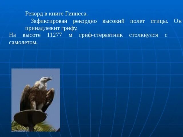 Птице высота песня. Высота полета грифа. Максимальная высота полета птиц. Скорость полета птиц. Высота полета птиц таблица.