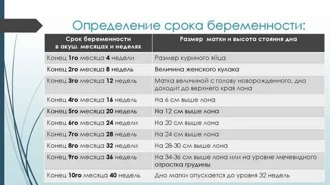 Норма высоты матки по неделям