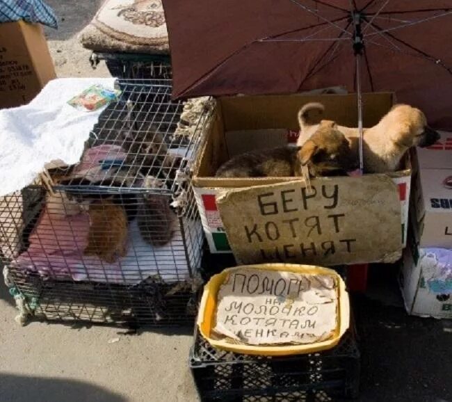 Вакансии для кошек москва. Кот на кассе магазина. Кот в продуктовом магазине. Коты в супермаркете. Котята на рынке.