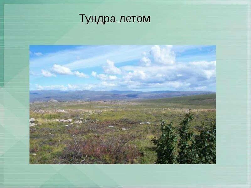 Окружающий мир. Зона тундры. 1-4 классы: Таблица-плакат 420х297 - купить по цене