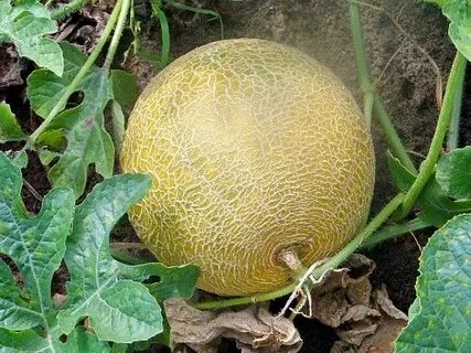 Лучшая дыня для средней полосы