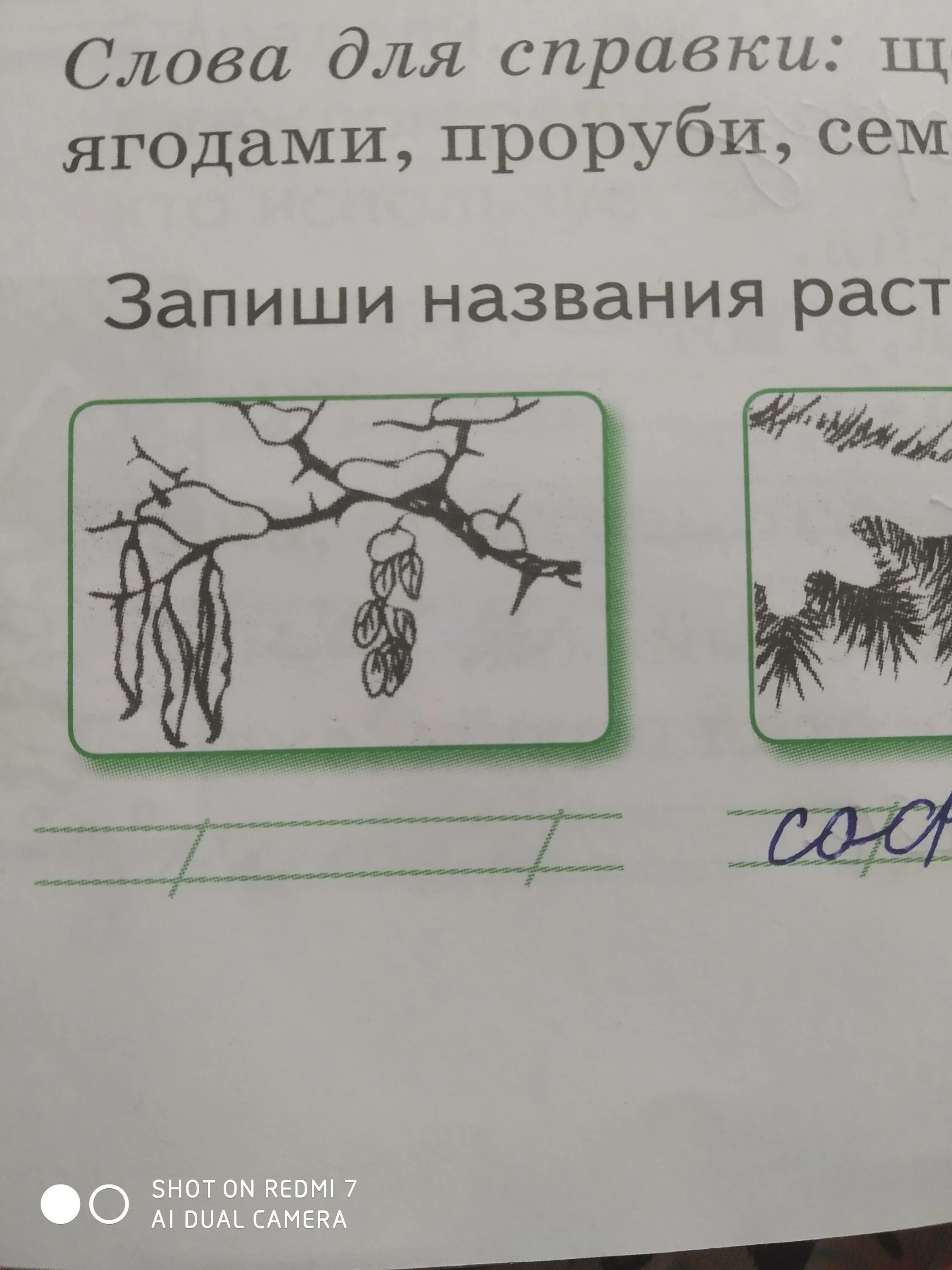 Рассмотри рисунки Подпиши названия изображенных деревьев. На рисунке изображёны дерево и раст. На рисунке изображена дерево на нем изображено биологии. Какие деревья изображены на картине в школьной задаче или загадки. На рисунке 14 изображено дерево некоторого