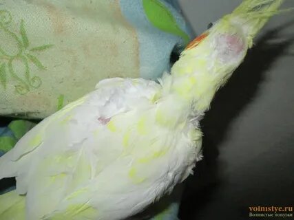 У кореллы выпадают перья