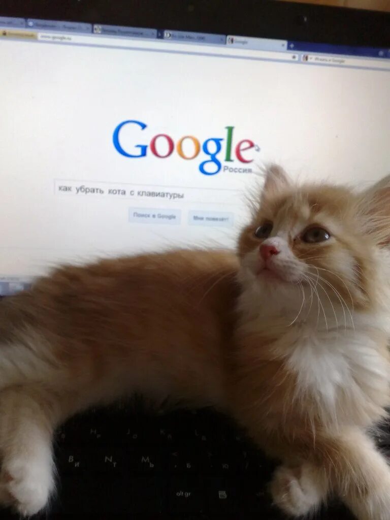 Кот улыбается с зубами. Кот гуглит. Шотландская хосико. Ok google кот. Няшный котик.