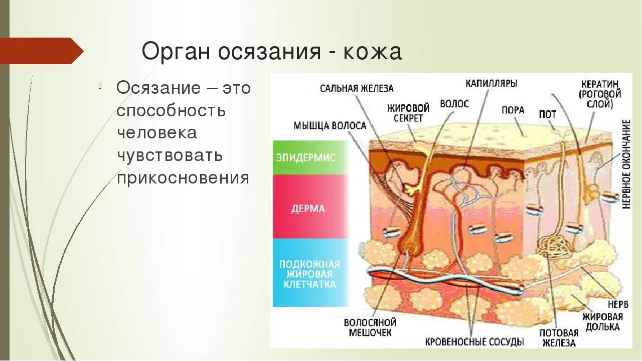 Орган осязания 8 класс биология. Органы осязания кожа строение и функции. Орган осязания кожа строение. Схема строения органа осязания кожа. Строение кожного анализатора анатомия.