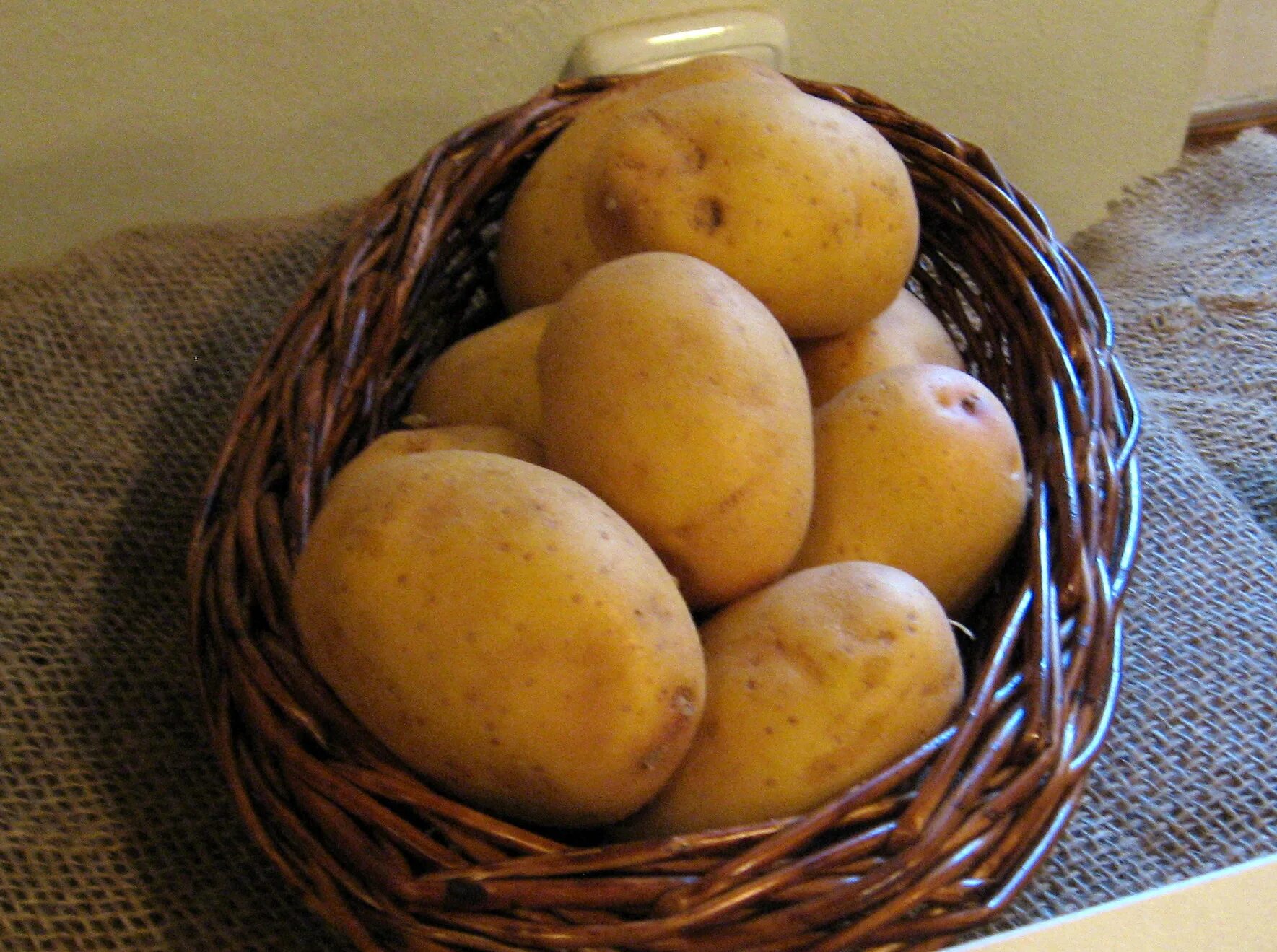 Картофель семенной джелли. Сорт картофеля джелли. Сорт картофеля джелли. Сорт картофеля джелли. Картофель джелли.