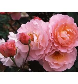 Rose story