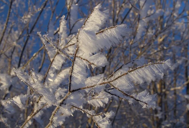 Гололедно изморозевое отложение. Гололёдно-изморозевое отложение. Иней гололёд. Снег на проводах. Обледенение линий электропередач.