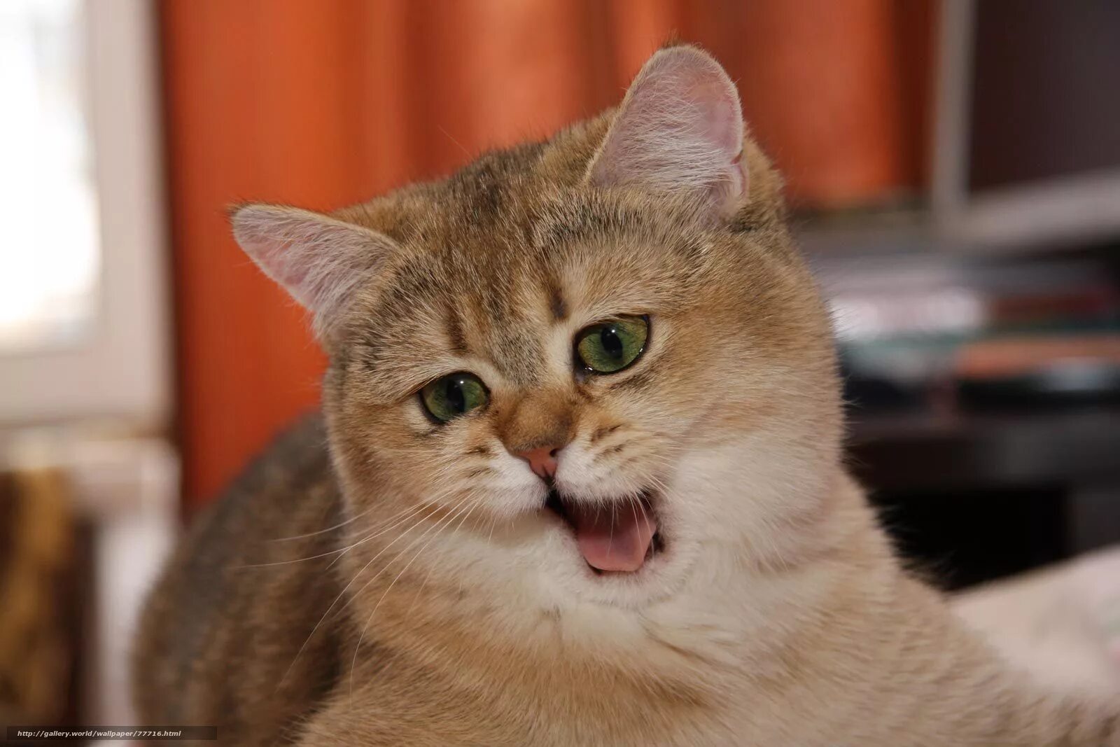Котэ представляет про животных