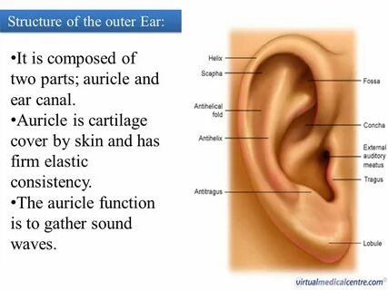 Ear tensifier
