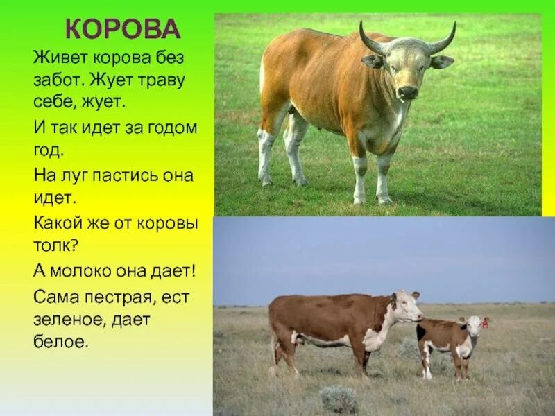 Почему корова долго. Сколько живут коровы. корова живет на лугу. корова живет. корова жует траву.