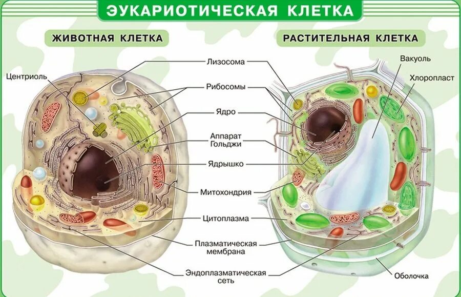 Установите соответствие растительная клетка животная клетка. Строение живой и растительной клетки 5 класс биология. строение эукариотической клетки животного. строение эукариотической клетки растения. строение эукариотической клетки клетка животного организма.