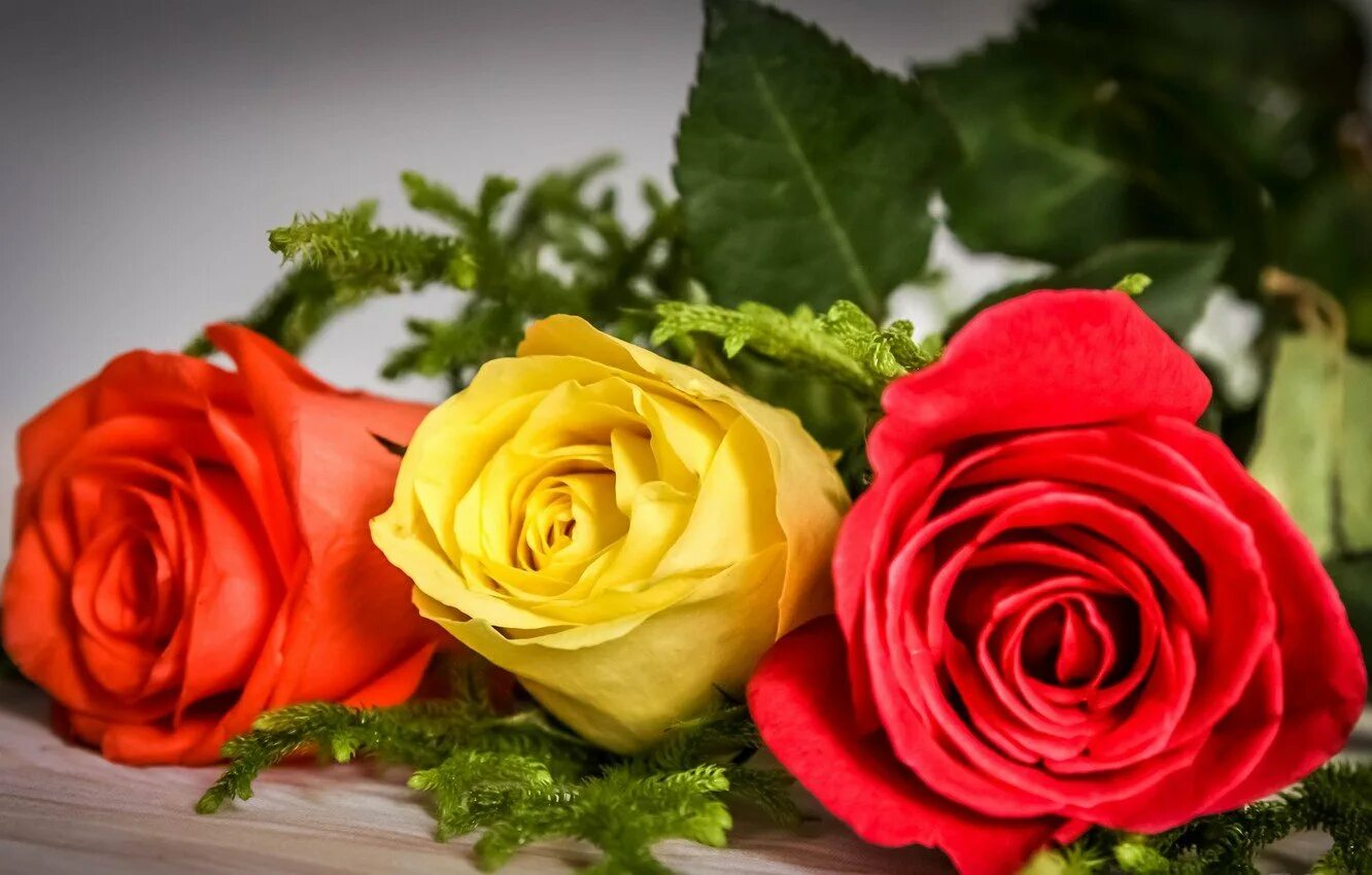 Розы 3 цветка. Яркие розы. Красивый красно-желтый цветок. Три розы. Три розы разных цветов.