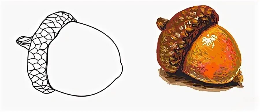 Как нарисовать желудь