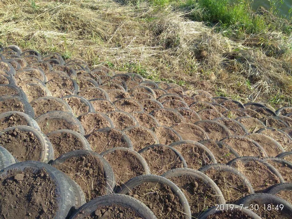 Как можно укрепить склон оврага 2 класс. Укрепление склонов оврагов. Геосетка для укрепления склонов на дачном участке. Укрепление грунта покрышками. Растения для укрепления склонов.