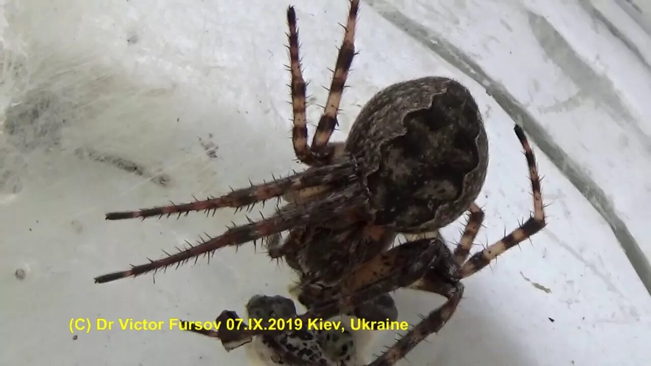 Пауки на украине фото