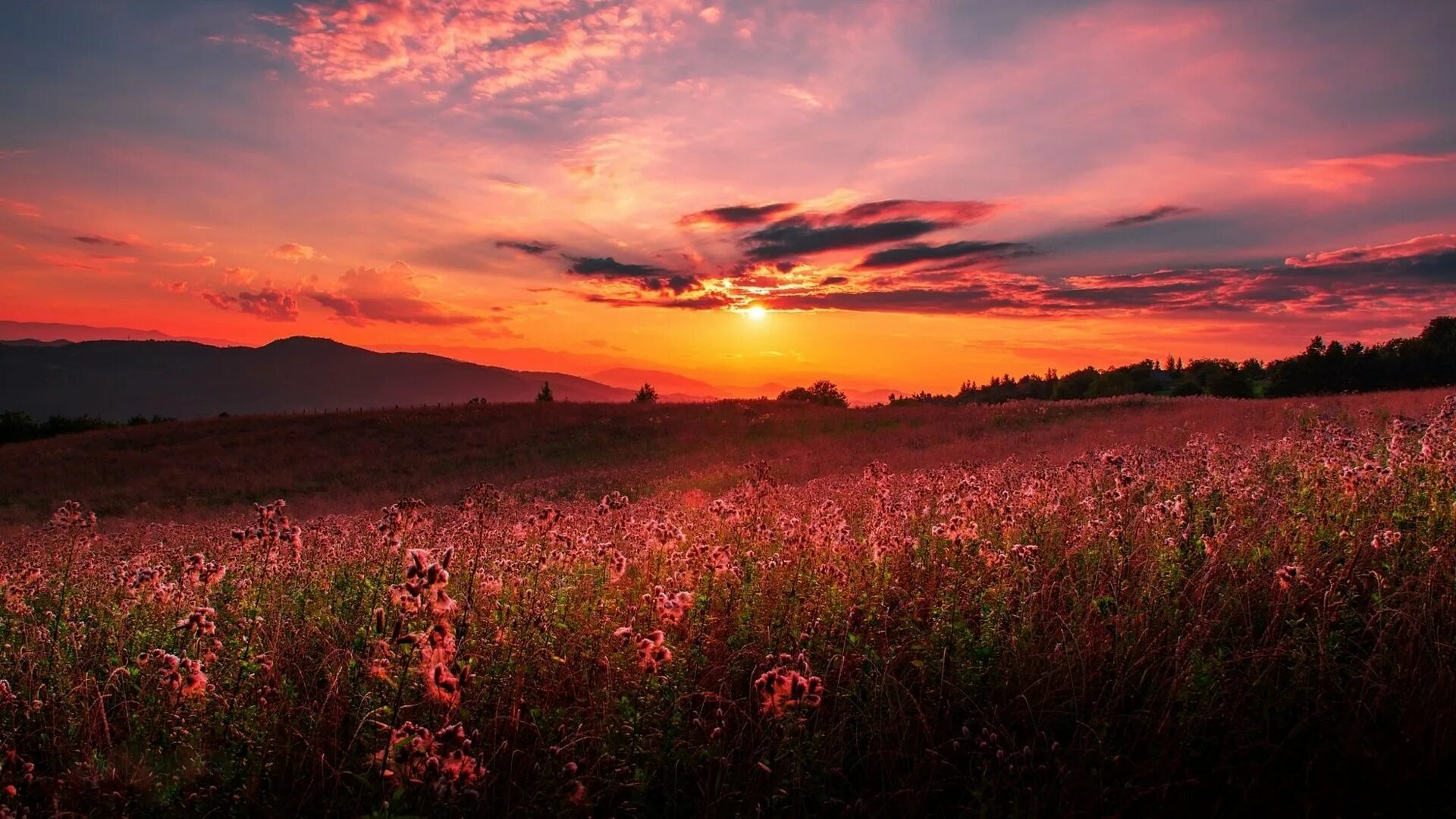 Закат в поле. Летний закат. Красивый закат в поле. Красный закат летом.