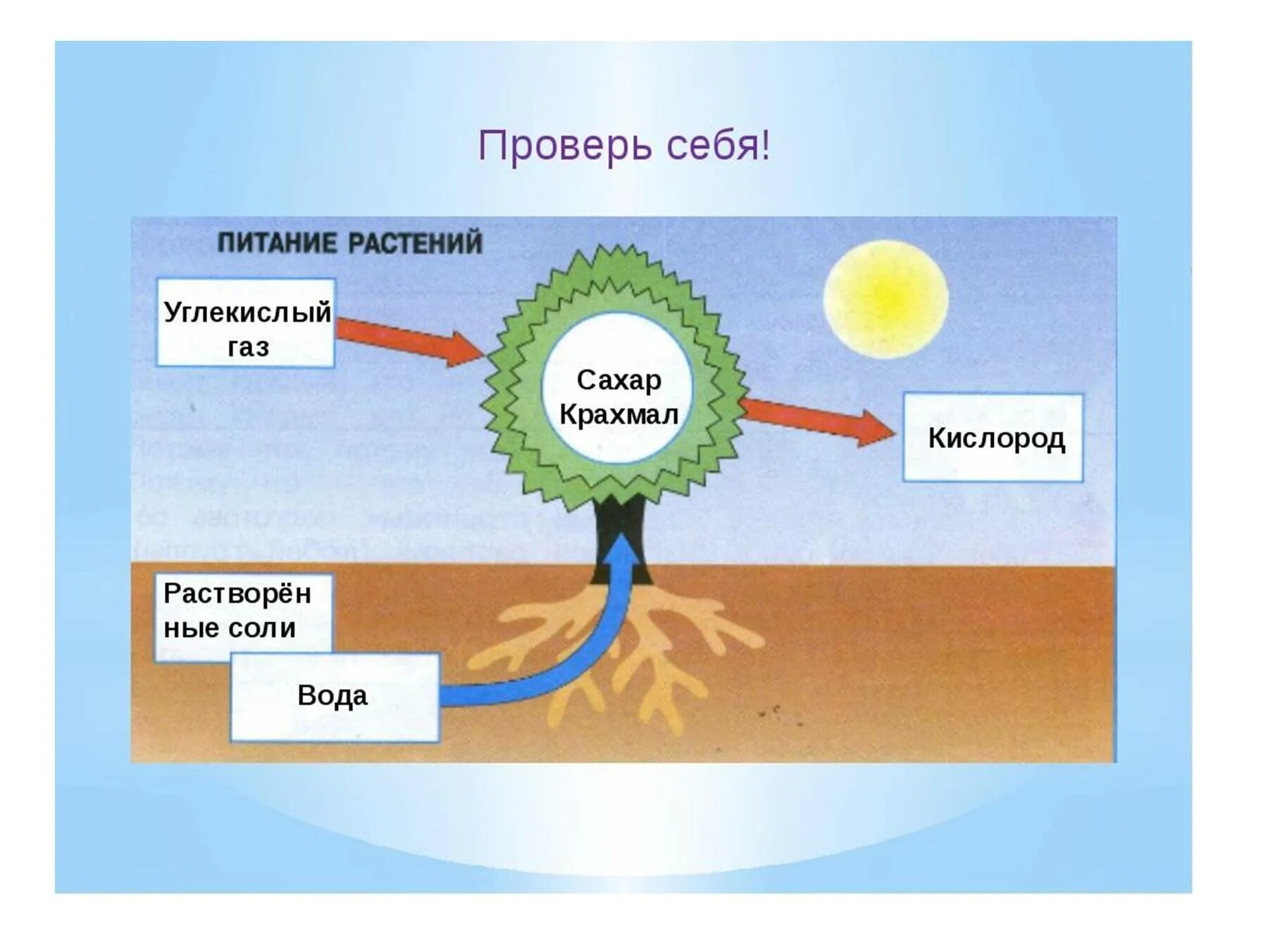 Как называется данный процесс углекислый газ вода