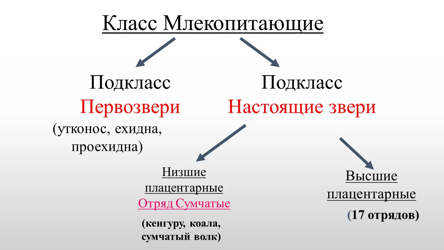 К особенностям размножения млекопитающих относят. Органы размножения млекопитающих. Класс млекопитающие размножение. Способы размножения млекопитающих. Класс млекопитающие подклассы.