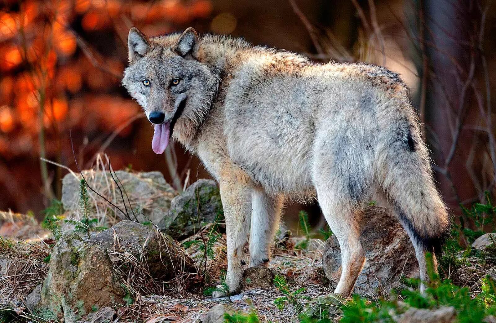 Про зверей волков. Волк canis Lupus. Макензенский волк. Среднерусский Лесной волк. Волк серый обыкновенный.