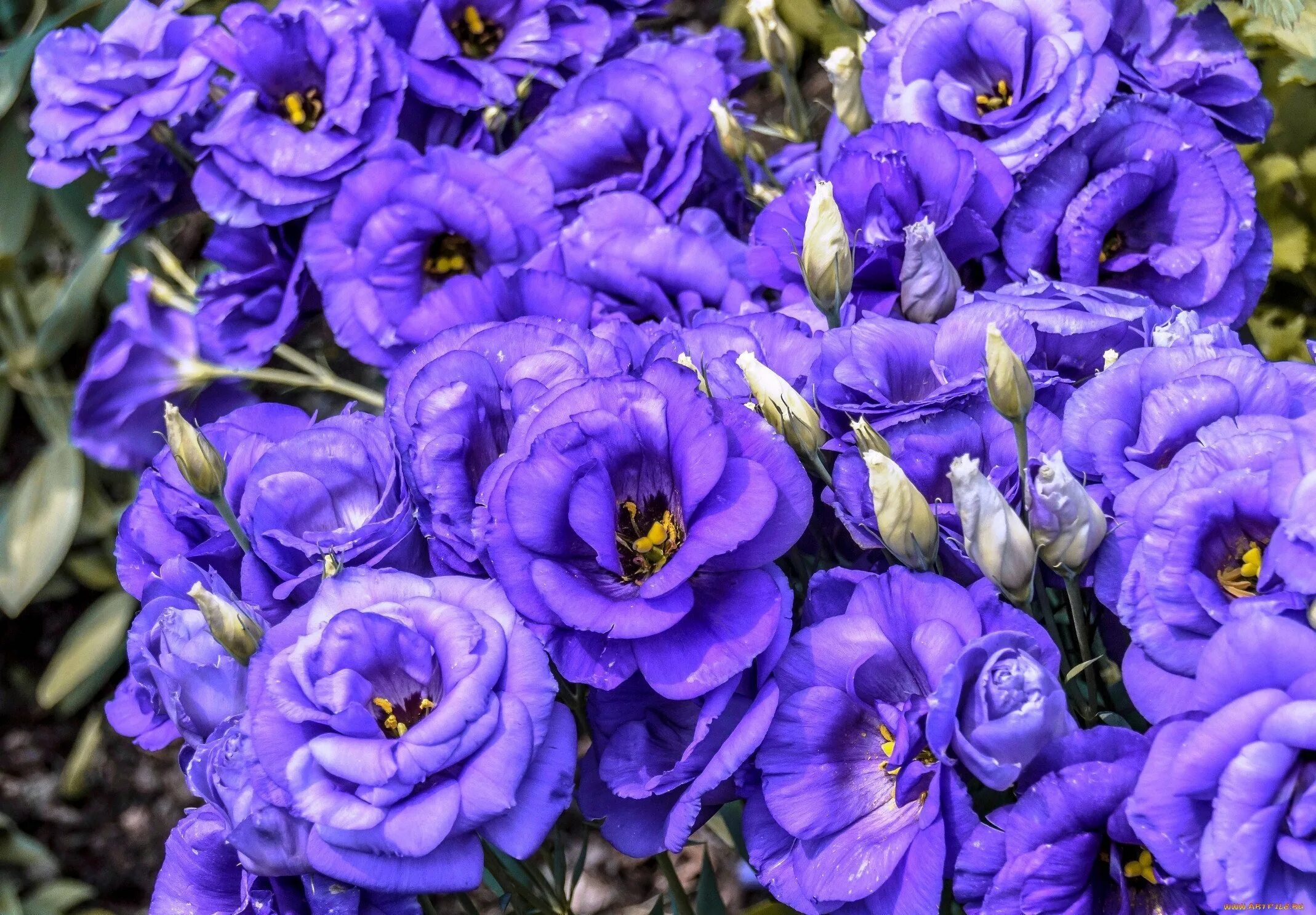 Эустома не растет стоит. Эустома. эустома (lisianthus). эустома лизиантус махровая. эустома мисти блю.