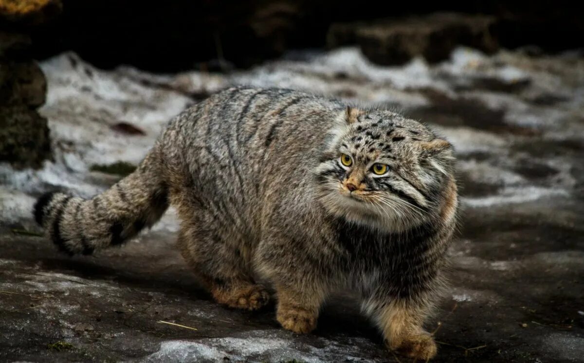 Степной кот Манул. Манул (палласов кот). Лесной кот Манул. Сибирский дикий кот Манул.