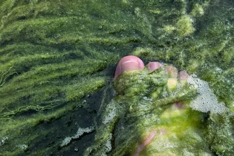 Водоросли в воде и на суше