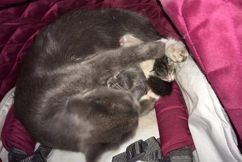 Кошка рожает котят во сне. Приснилось что родила котенка.
