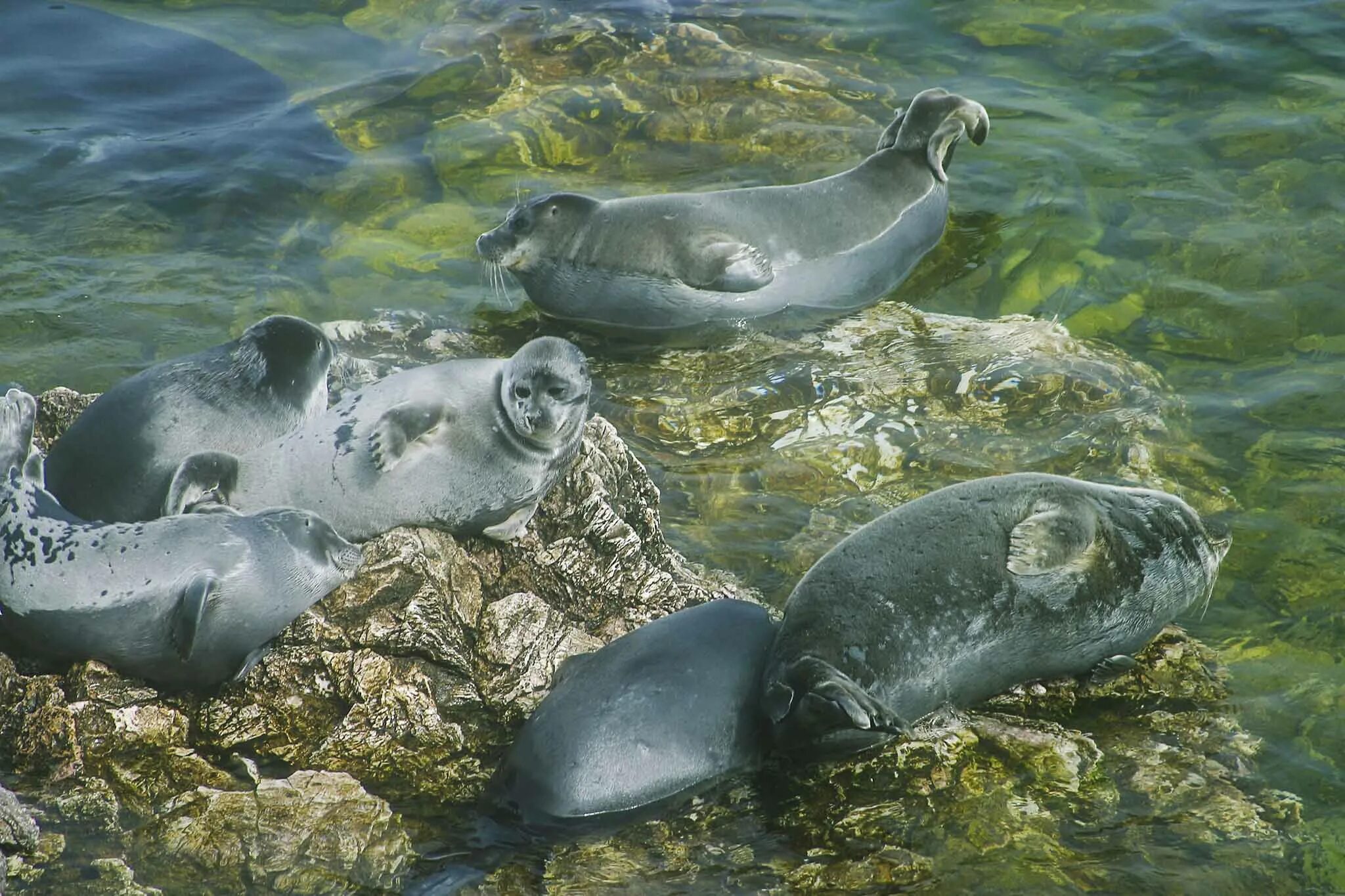 В какой среде обитания живет нерпа. Байкальская Нерпа pusa sibirica. Промысел Байкальской нерпы. Нерпа детеныш на Байкале. Приморский океанариум нерпы.