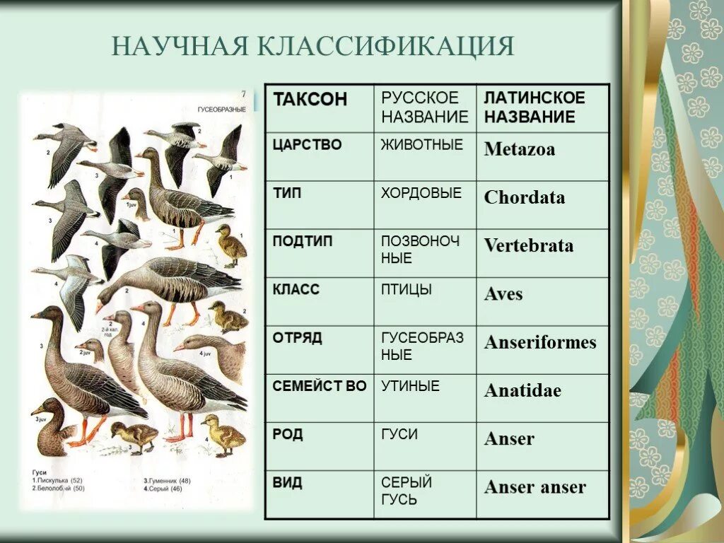 Научная классификация серого гуся. Систематика животных классификация царства. Систематика серого гуся. Птицы классификация в биологии.