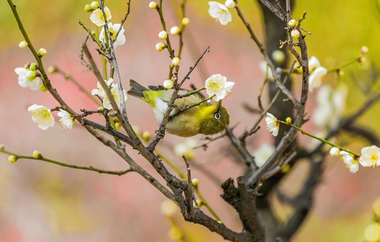 Весенняя музыка с птицами. Весенние птички. Птицы весной. Весенние птички на цветущих деревьях. Птица на ветке.