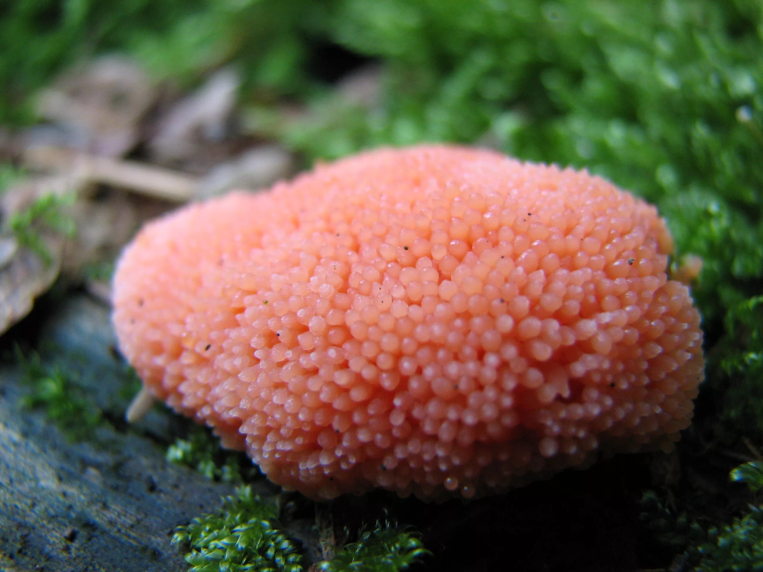 Слизневик. Tubifera ferruginosa. Гриб слизевик плазмодий. Слизевик Ликогала. Тубифера ржавая Tubifera ferruginosa.