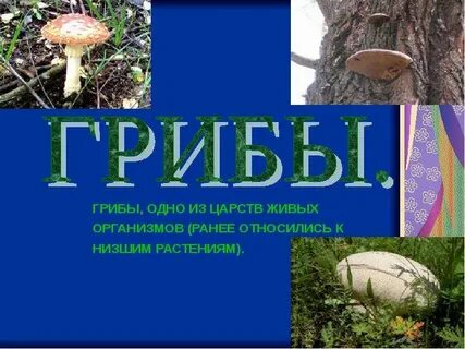Растения и грибы относятся к 1 царству