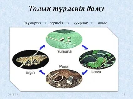 Жәндіктердің порносы