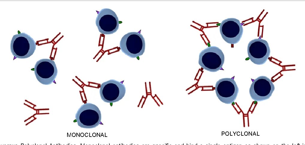 Моноклональные и поликлональные антитела. Моноклональные антитела микробиология. Моноклональные антитела структура. Терапевтические моноклональные антитела. Клон антитела