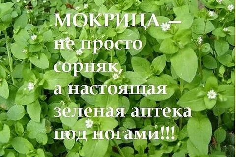 Мокрица настой