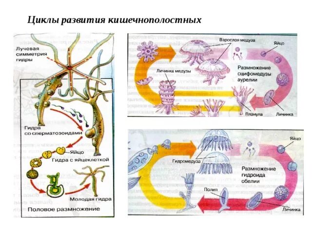 Онтогенез кишечнополостных