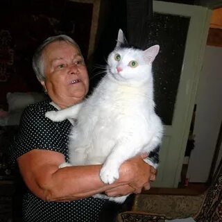 Кот 10 кг