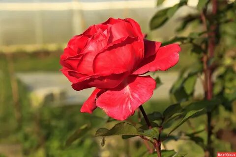 Last rose
