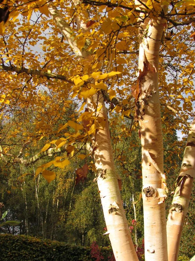 Береза ребристая – Betula costata. Береза желтая (Betula costata). Берёза жёлтая ребристая. Береза желтая (Betula costata) Уссурийская. Желтые березки