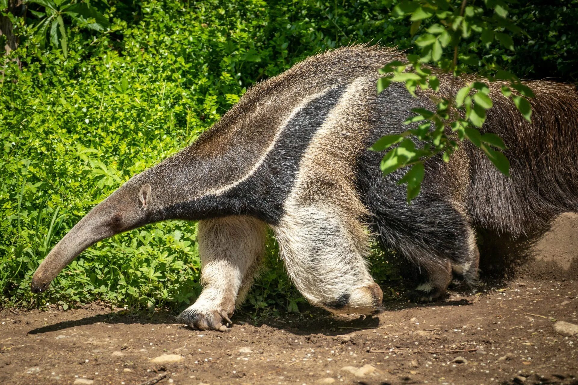 Где живет муравьед на каком. Гигантский муравьед Южной Америки. Anteater муравьед. Муравьед в Бразилии. Муравьеды Насекомоядные.